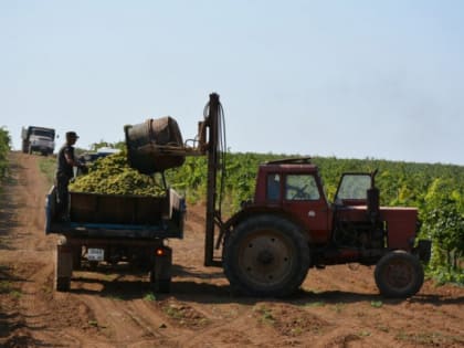 Севастопольские аграрии собрали рекордный урожай винограда