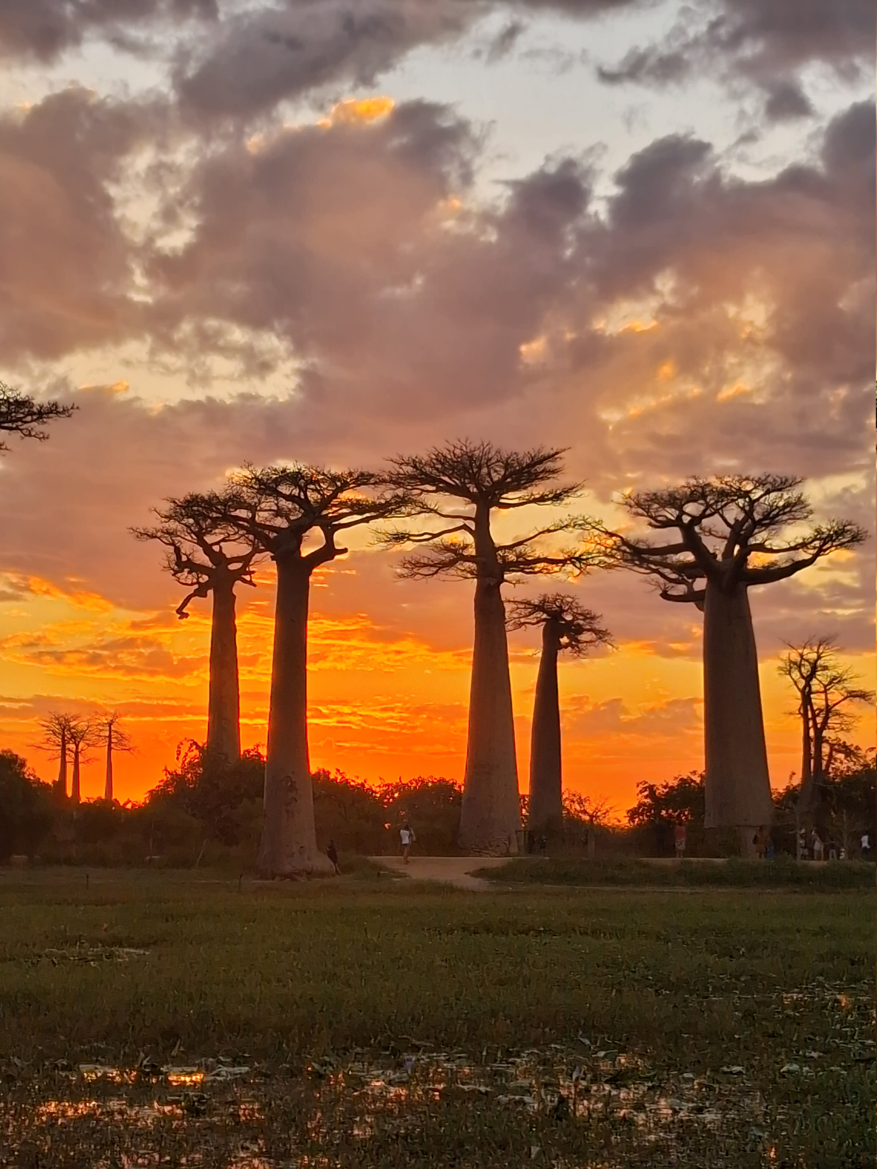 Golden Hour Baobabs