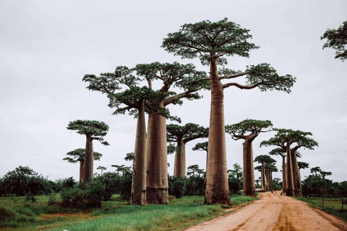 Avenue of the Baobabs