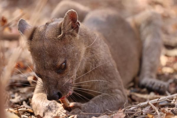 Andasibe Rainforest Madagascar tour
