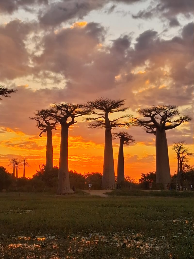 Avenue of the Baobabs, Madagascar