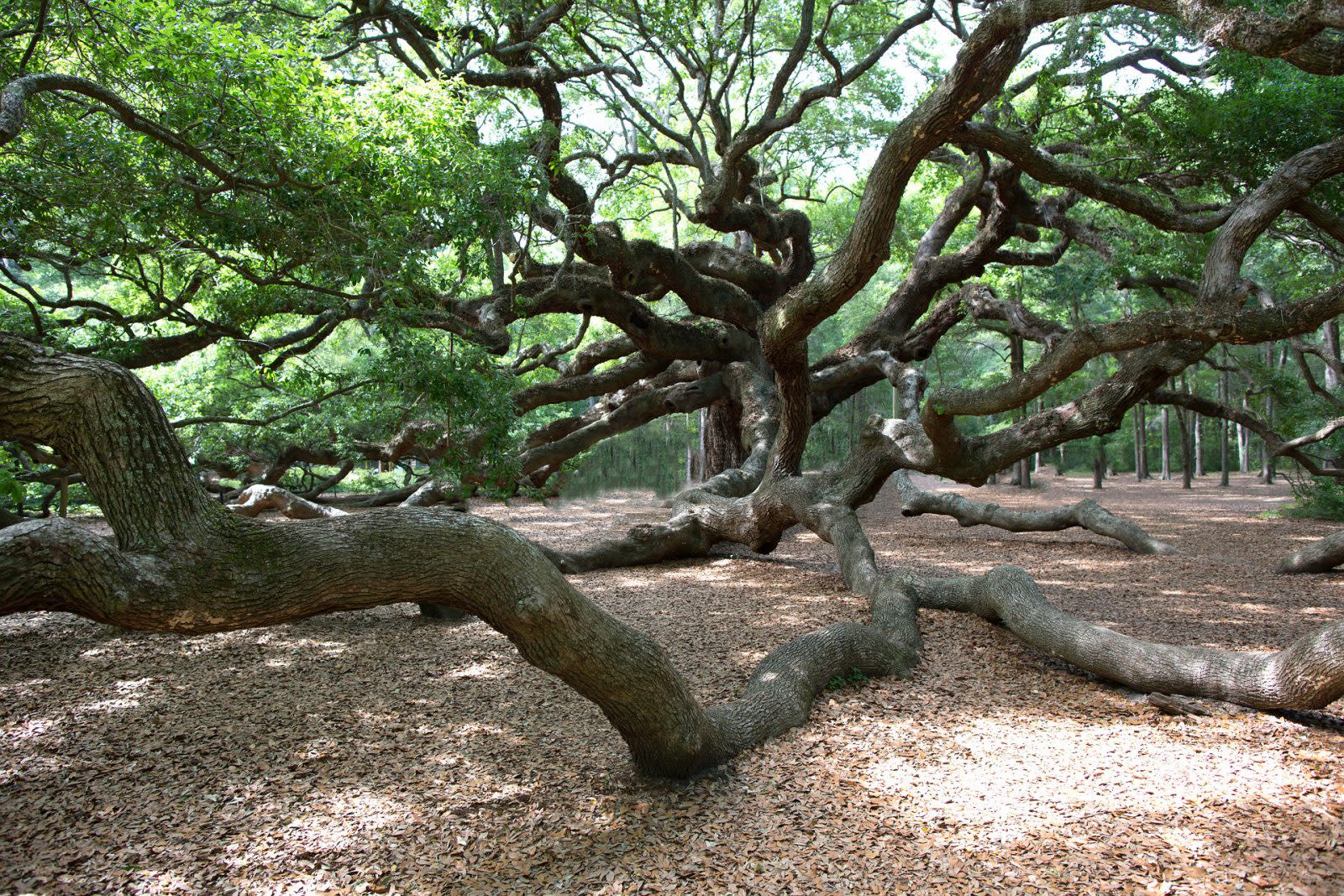 For a romantic Charleston afternoon, plan a picnic under the ancient Angel Oak.