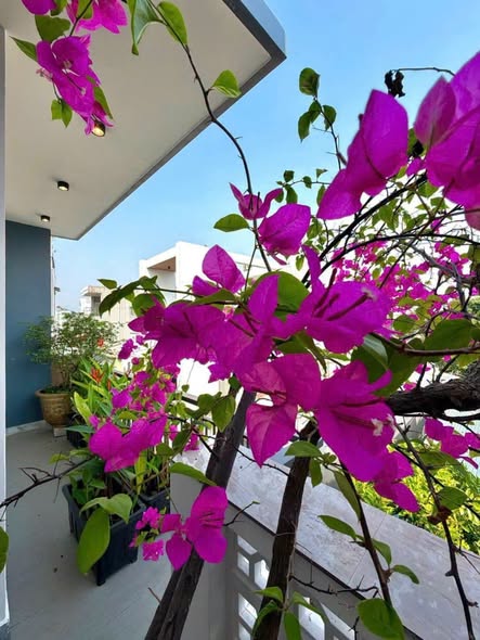 4-bedroom House for sale in Thanh Khe Da Nang — photo 2