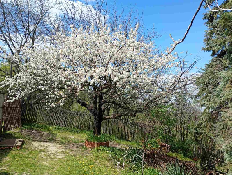 Domace sa ranca – Pozarevac
