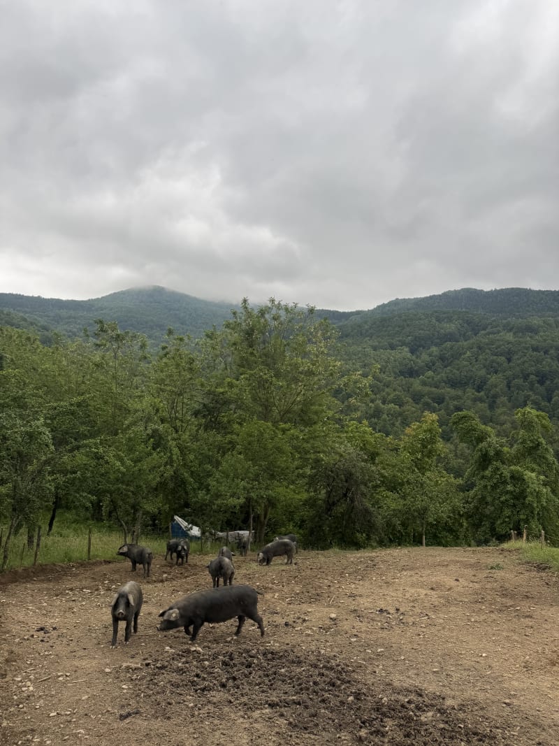 PG Miletic – Bratljevo ( Ivanjica )