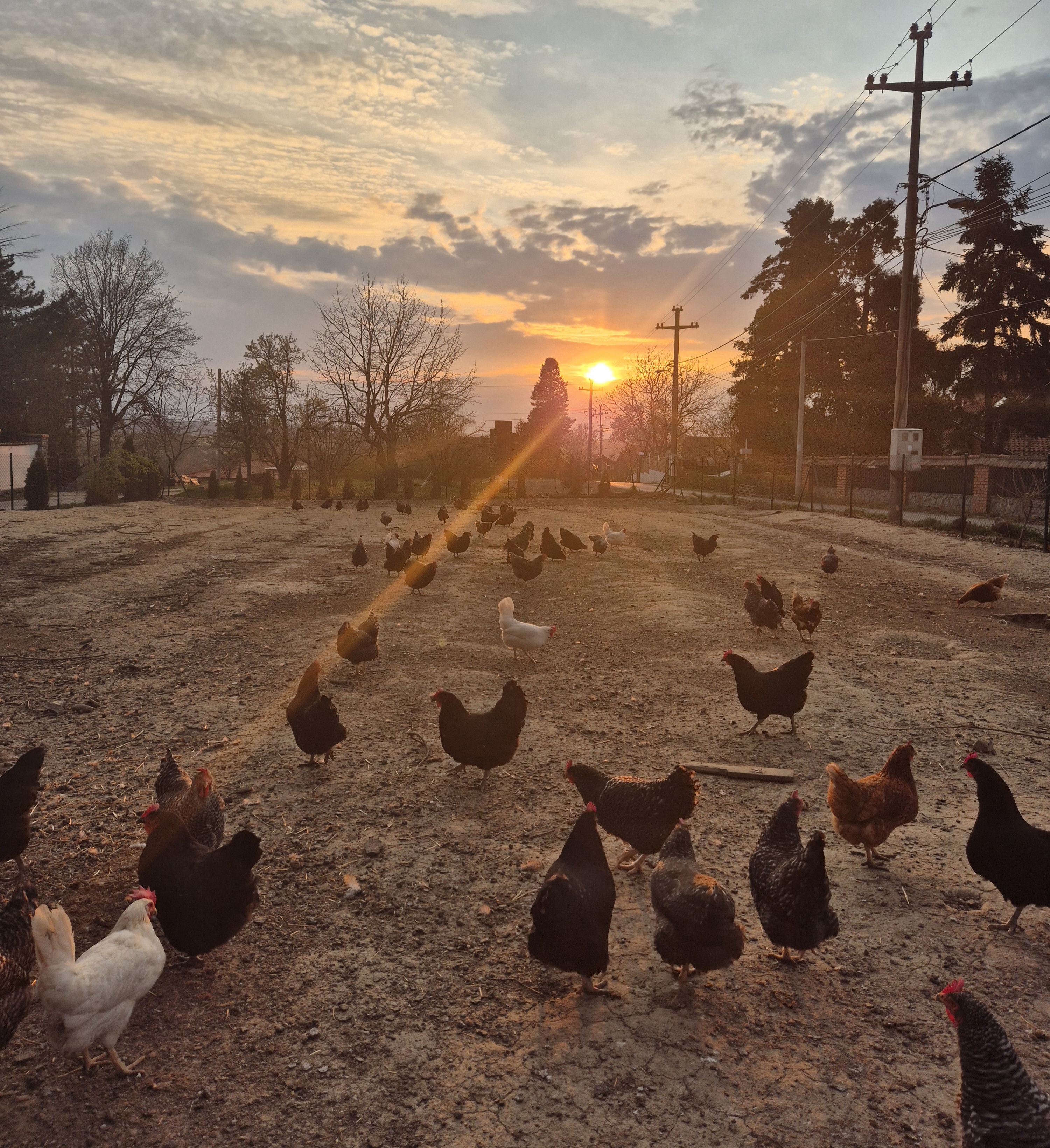 Farma Bošković – Farma Bošković, Avala
