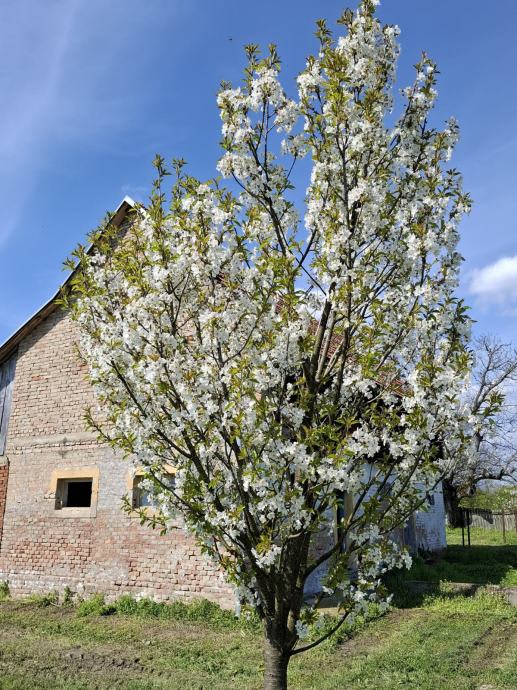 NOVA GRADIŠKA, Gorice, kuća sa imanjem - 57.503 m2 - u komadu (prodaja) — fotografija 3