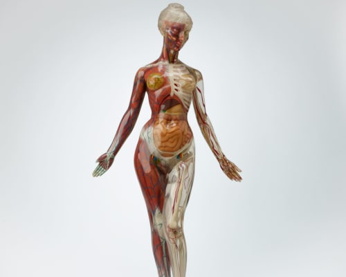 Manikin of a human female body with organs, muscles, bones and blood vessels.