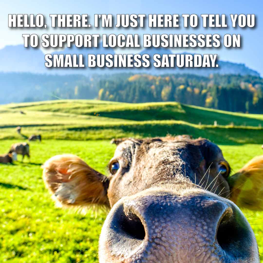 close up shot of a cow's face with text "Hello, there. I'm just here to tell you to support local businesses on small business saturday."