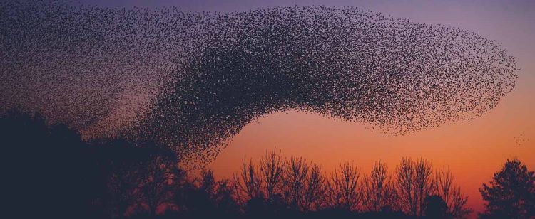 swarm of animals on sunset colored sky with trees | how does ransomware spread in a network