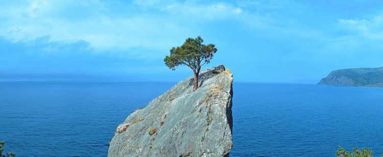tree growing on cliffside resiliently