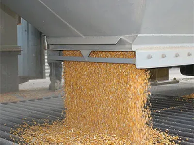 Grain coming out of a machine onto an assembly line