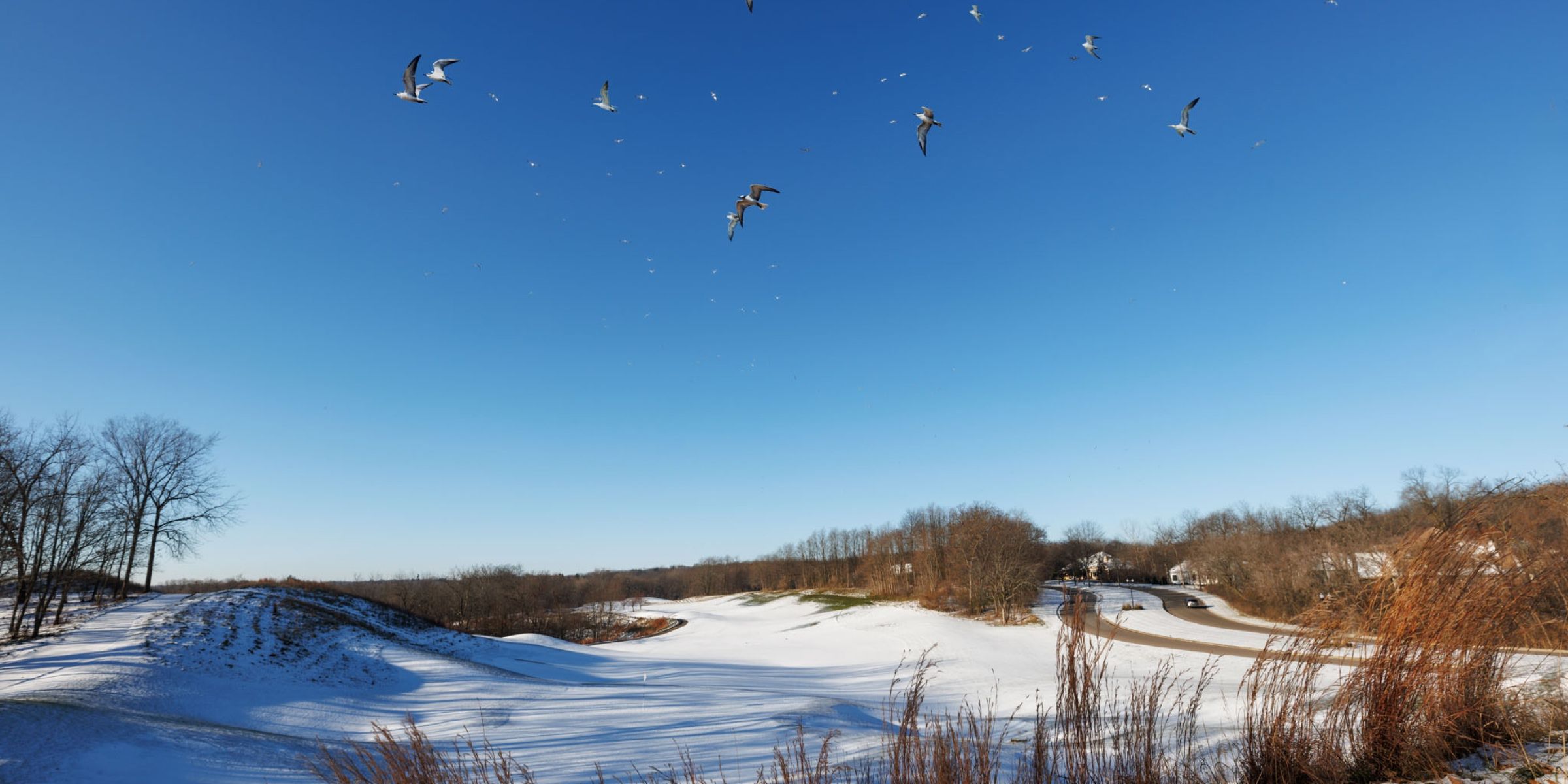 A flock of seagulls flies over the snowy landscape of Geneva National Resort's golf course