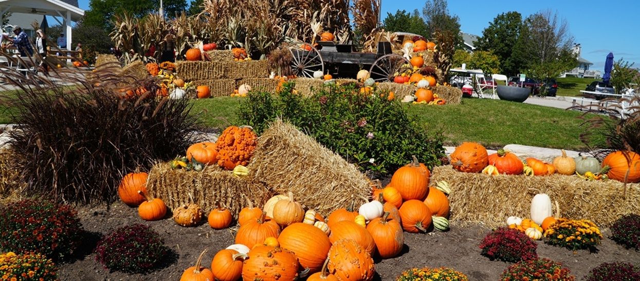 Pumpkin patch