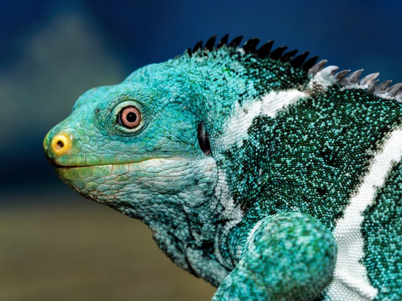 Iguana in Fiji