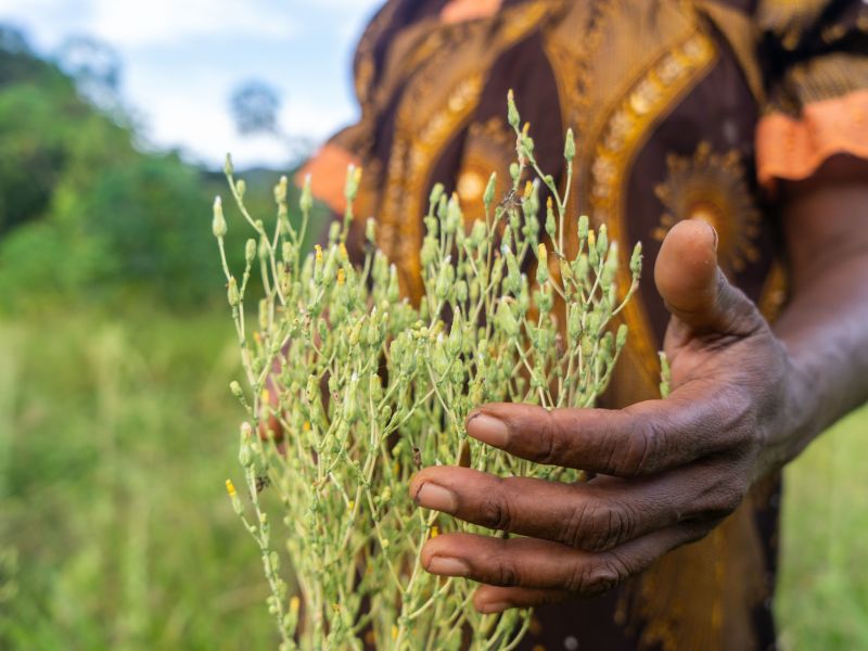 Green shoots nurtured by a hand, Jean-Pierre Niptik.
