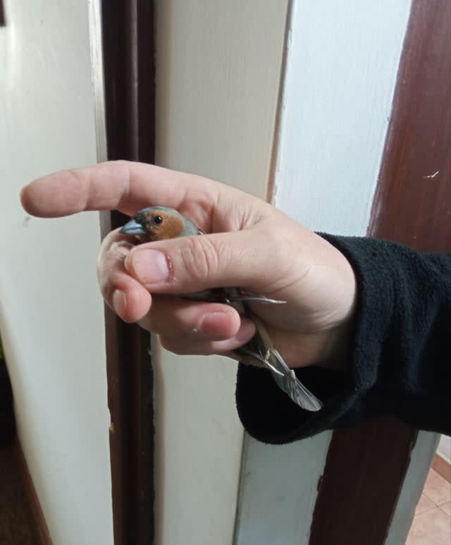 Znalazłem dzisiaj w garażu tego rządowego drona, co się robi w takich sytuacjach ? Odwieść go do urzędu miasta czy jak ?