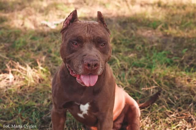 Stowarzyszenie szuka domu dla... agresywnego psa pokonującego 2-metrowe mury.