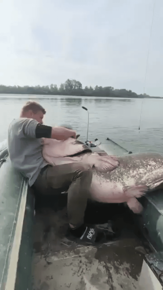 Zobacz, jaki ogromny! Niewiarygodny połów ryby