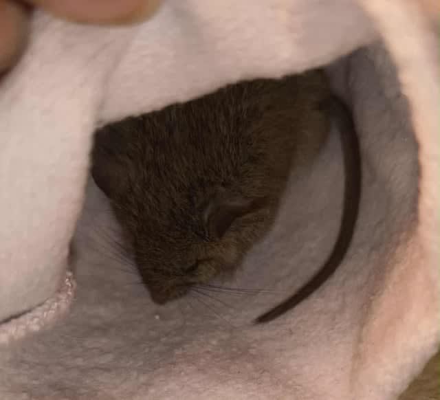 To coś mi wlazło do piwnicy, co to jest?