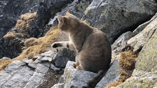Climbers ascend to Poland's highest peak and find a lone cat at the summit