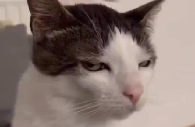 When someone pronounces your "cław/sław" ending name as "Slav" for the 2millionth time despite writing it phonetically for them and only saying your name correctly