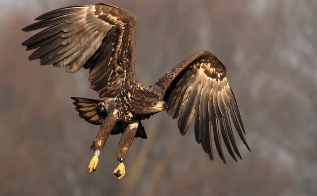 Polska AI lepsza od Mety Marka Zuckerberga. Bielik w światowej czołówce rankingu z benchmarków EuroEval