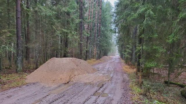 Puszcza Białowieska w krytycznym stanie. "Żeby to naprawić, nie trzeba wielkich pieniędzy"