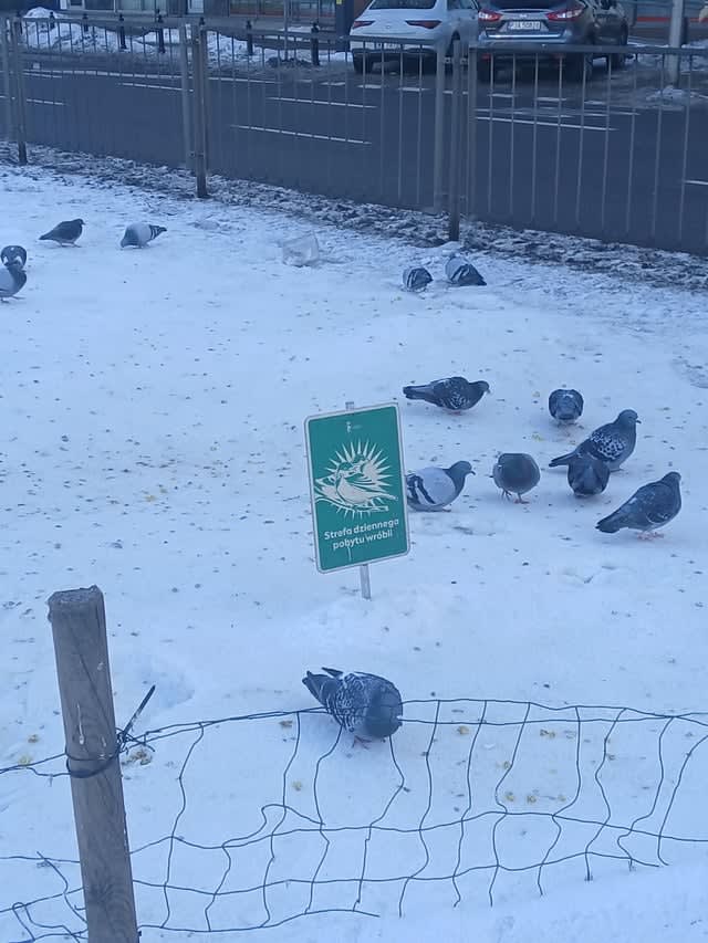 Strefa dziennego pobytu wróbli