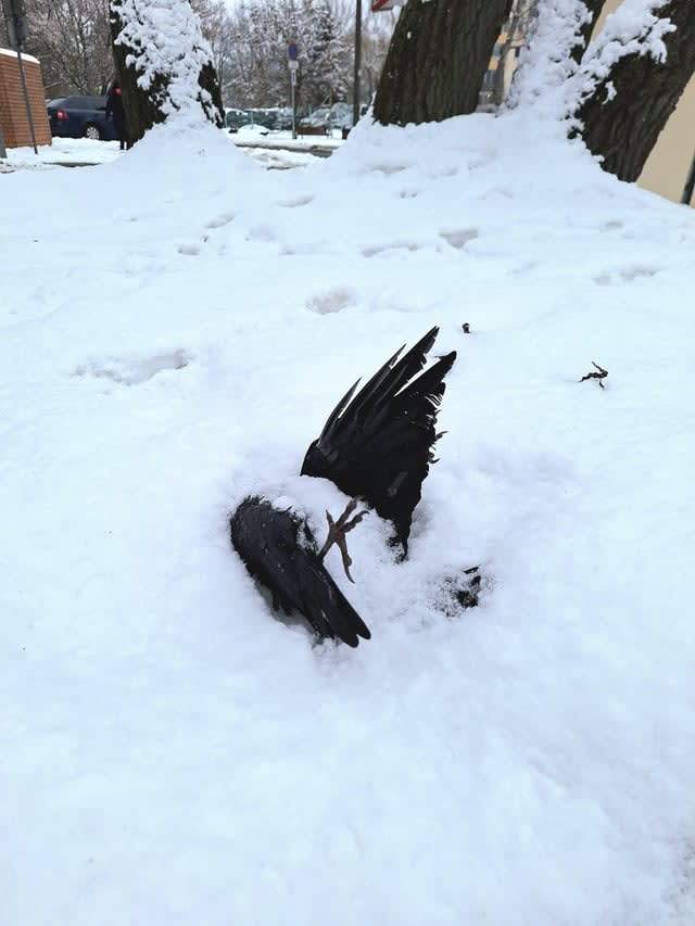 Pomnik ku poległym w walce z mrozem (Styczeń, 2026)