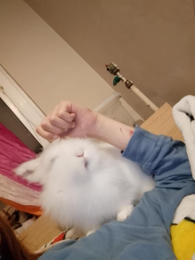 Prawna opieka nad zwierzęciem