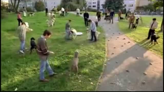 Podatek od psa w mieście