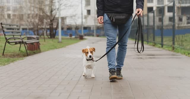 Sypią się mandaty za niesprzątanie po psie. Pomaga monitoring