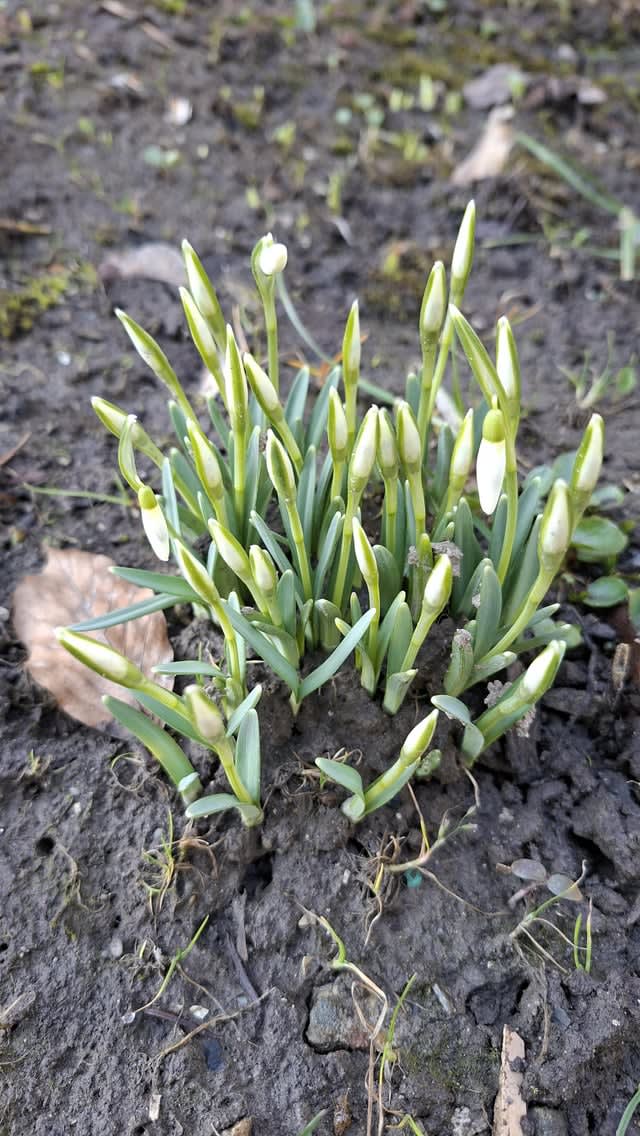 Pierwsze przebiśniegi 🌼