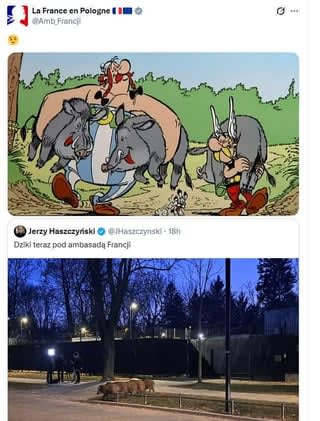 Dziki przyszły pod ambasadę, ambasada odpowiedziała w ciekawy sposób