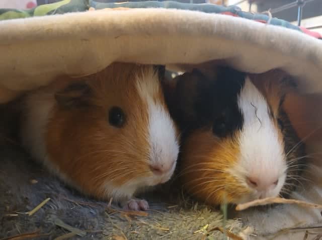 Świnki morskie szukające domu wylądowały na śmietniku...