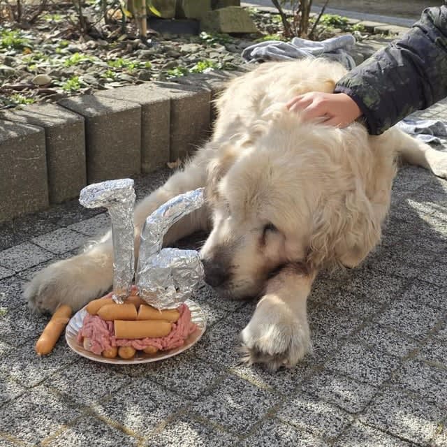 Kolejny rok, kolejny mięsny tort - 16 lat Astora