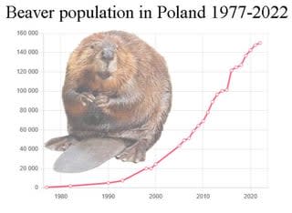bóbr kurwa - explosion of beaver population in Poland in recent decades