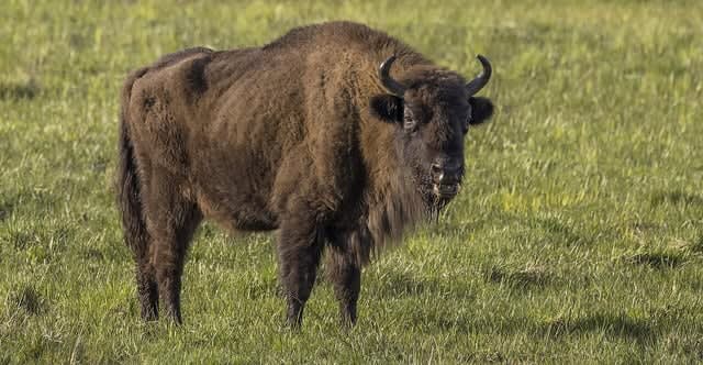 Three bison killed in Poland after being hit by train called "Bison"