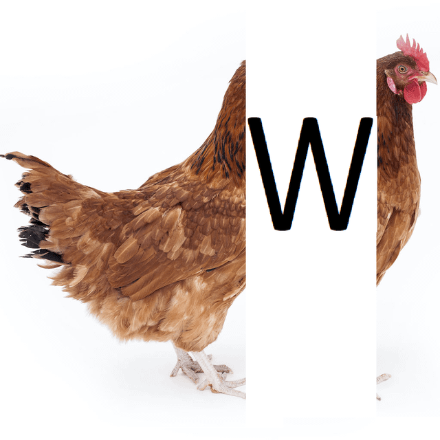 popularne polskie przekleństwo