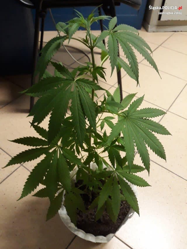 Zamrozi, zawetuje, a może nie ma woli politycznej?