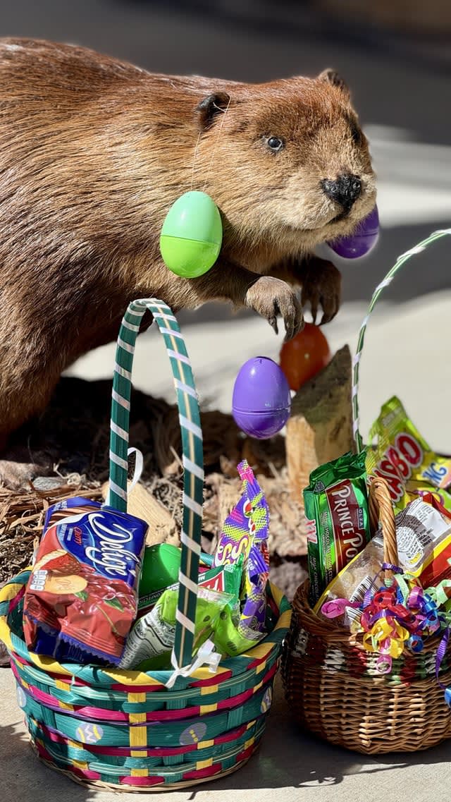 Czy słyszałeś o Królik Wielkanocnym, ale czy słyszałeś o Bobrze Wielkanocnym?