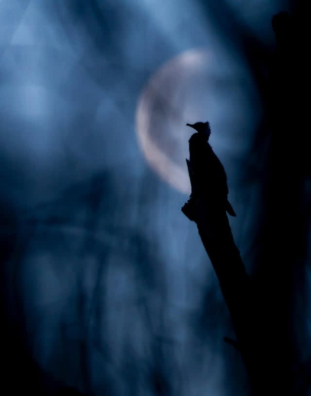 Kormoran w księżycową noc, miłej niedzieli!