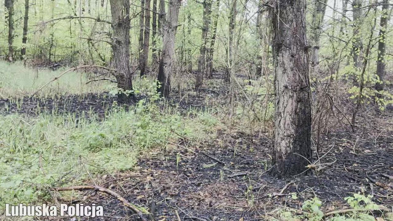 Seryjny podpalacz lasów w rękach policji. Mówią o katastrofie