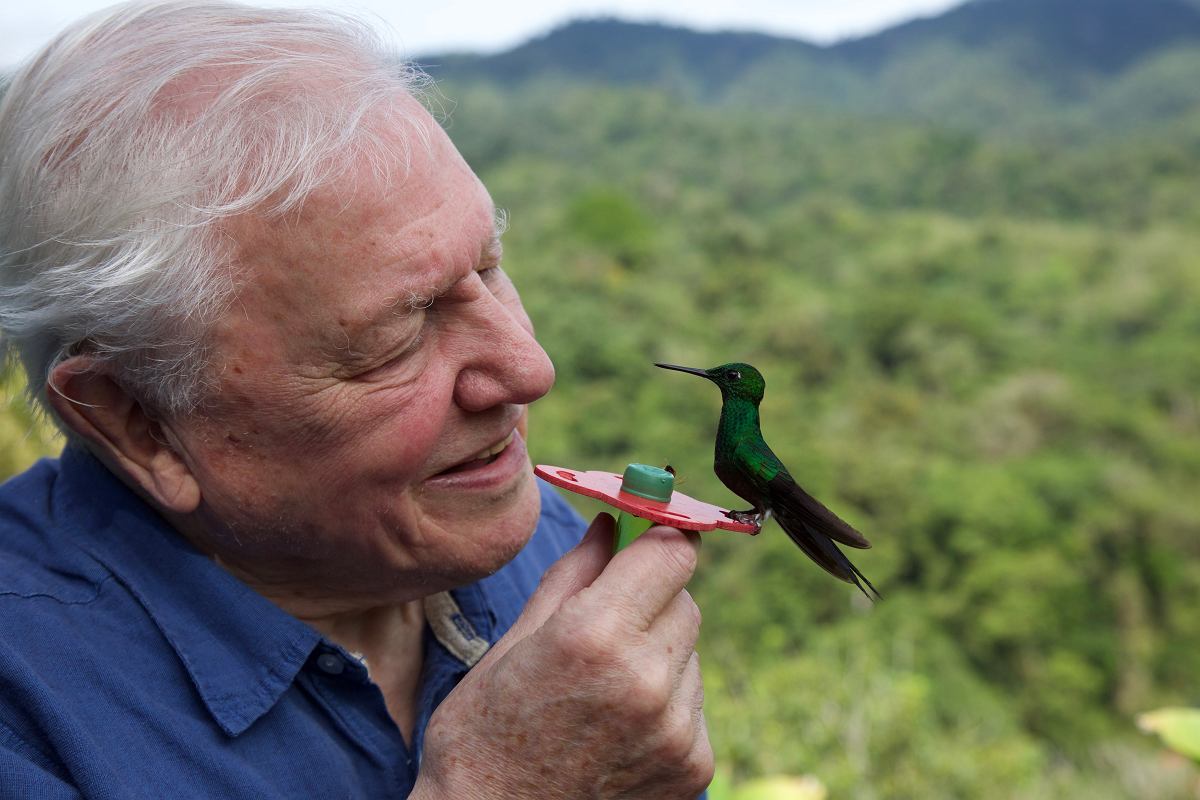 Sir David Attenborough kończy 100 lat! BBC świętuje nowymi filmami