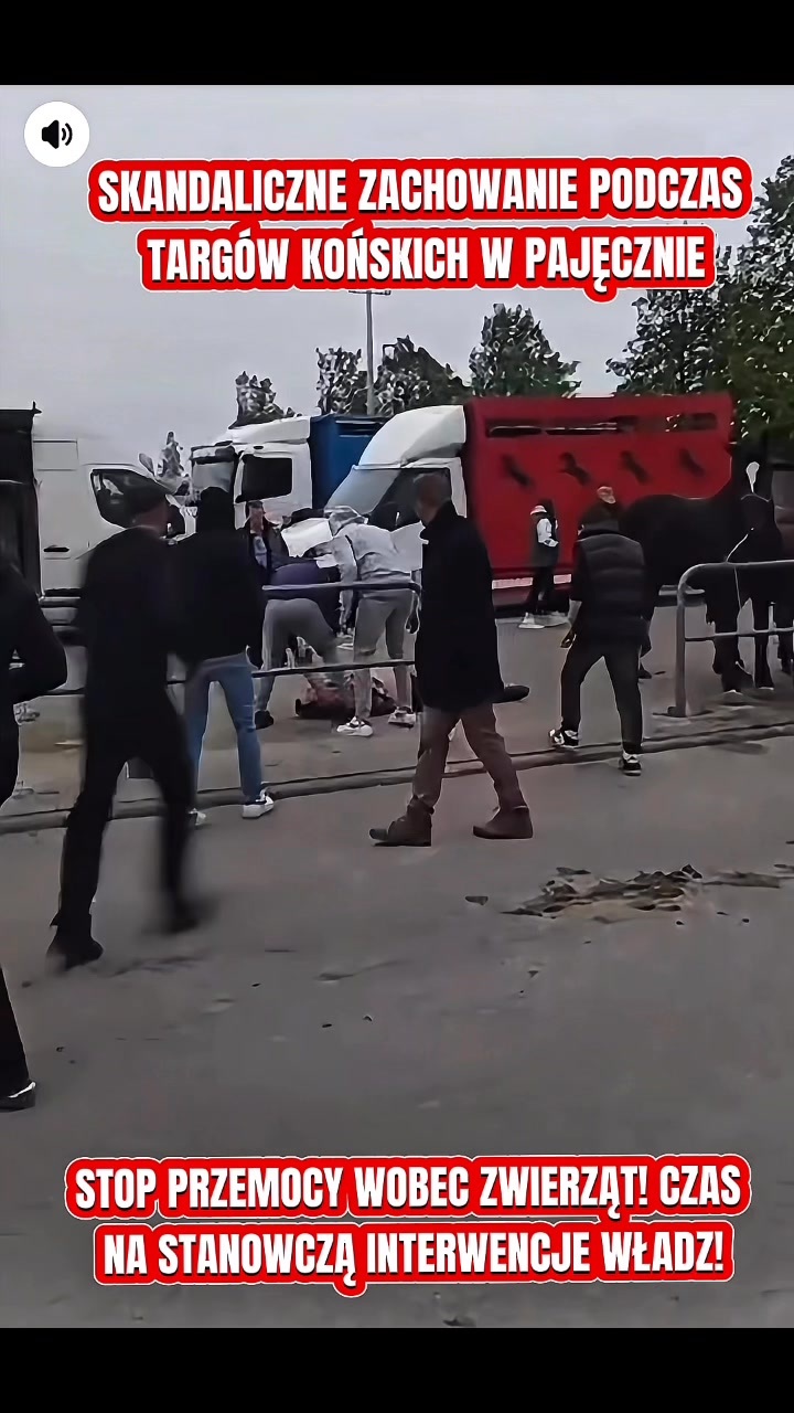 Skandal w Pajęcznie: brutalnie szarpał konie, szybko dostał w gębę