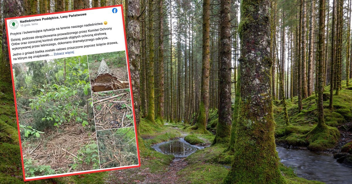 Barbarzyństwo w Poddębicach: ścięli drzewo z gniazdem bielika