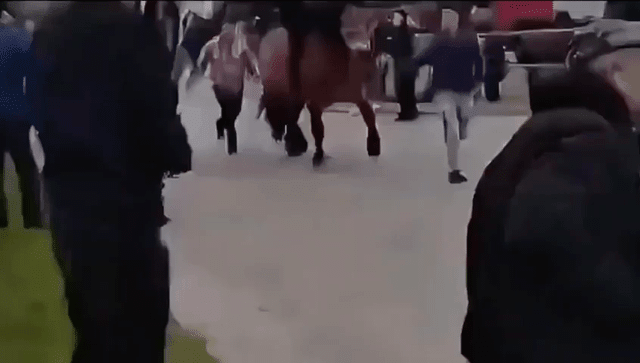 Man Finds Out Pulling Horse Tails