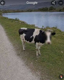 A black and white cow by a lake