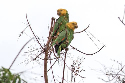 Profepa alerta sobre los riesgos legales y ambientales de adquirir fauna exótica